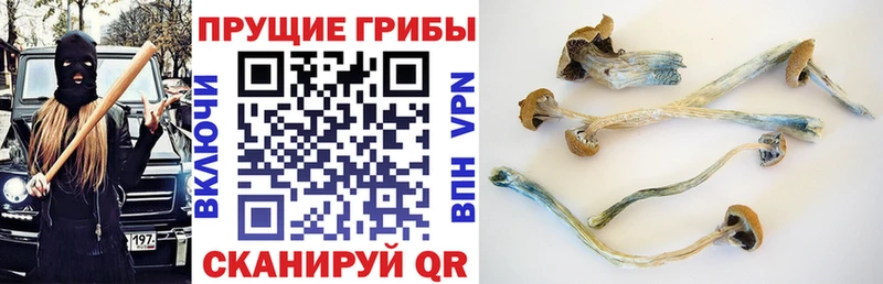 Галлюциногенные грибы Psilocybine cubensis  продажа наркотиков  Балашиха 